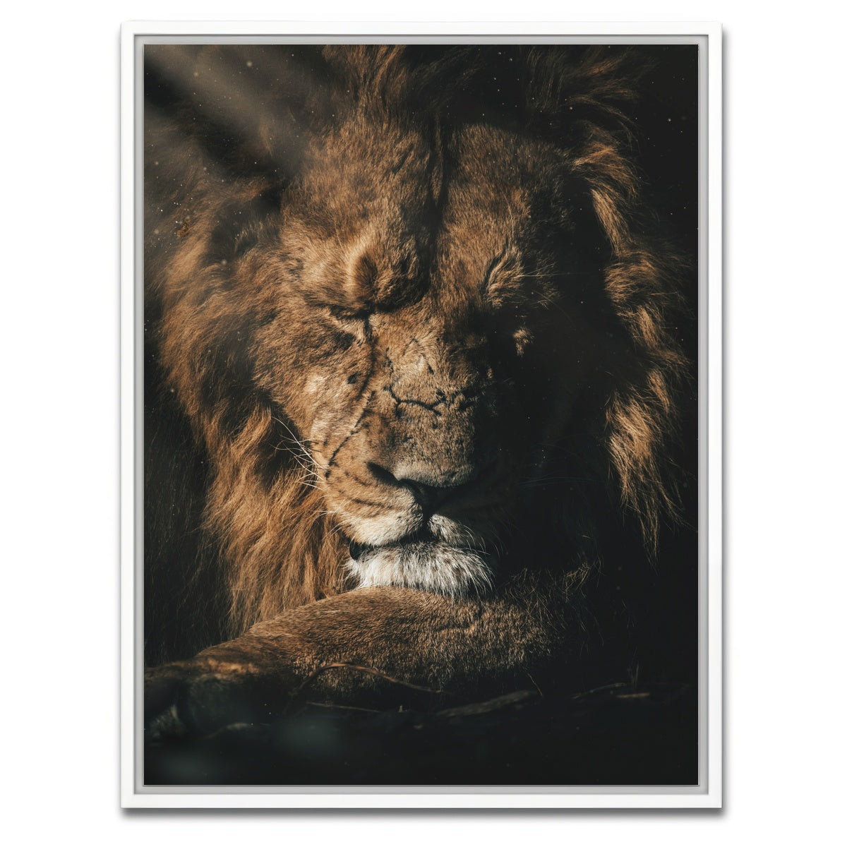 AUTO-MOCKUP WHITE | Lion Sleeping | 1 Piece | White Framed Canvas | group=3x4