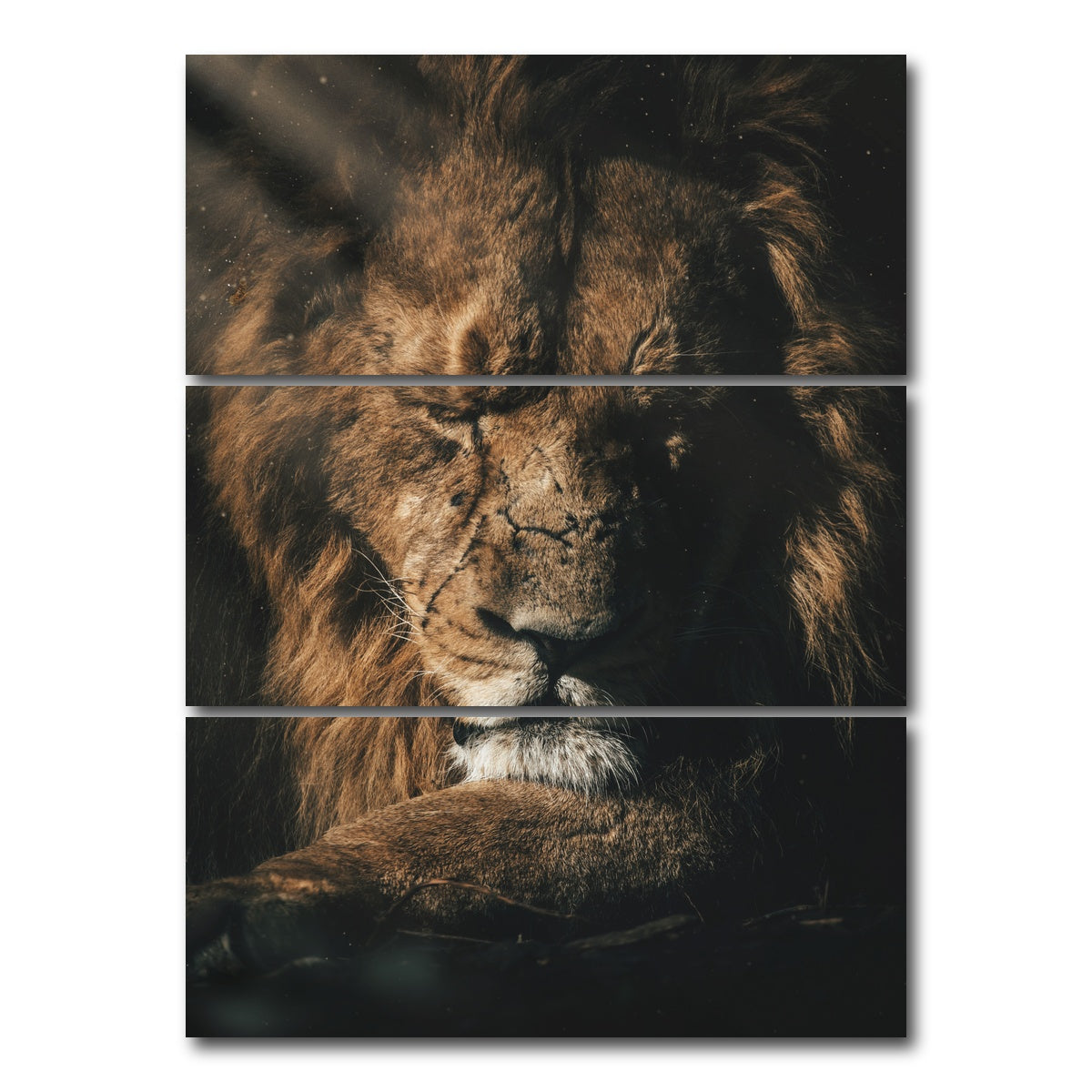 AUTO-MOCKUP WHITE | Lion Sleeping | 3 Piece | Gallery Wrap Canvas | group=8x18_stacked