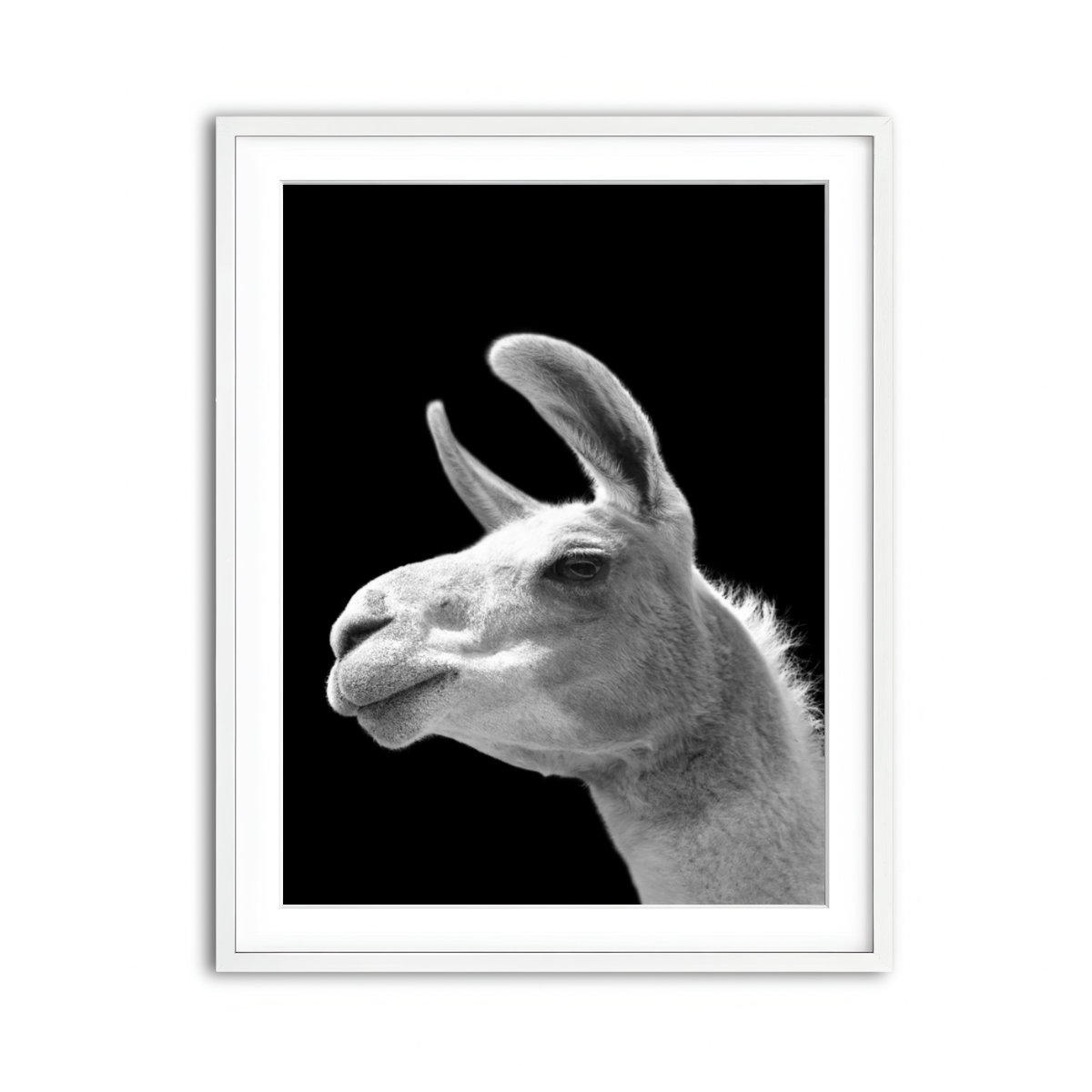 Framed Print 3x4 White