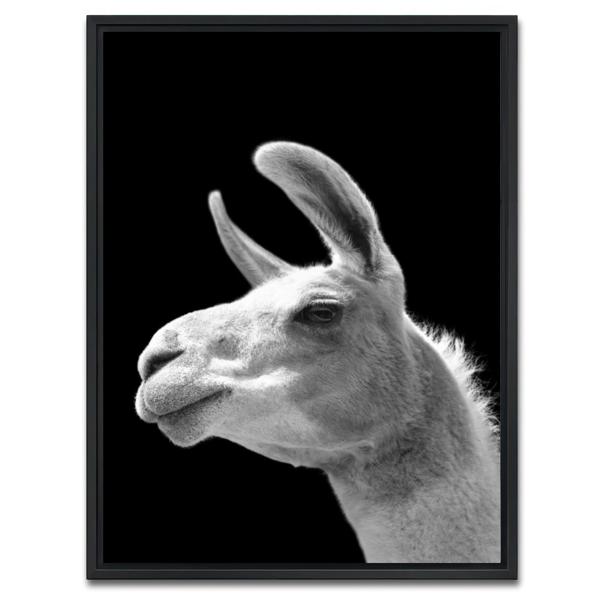 AUTO-MOCKUP WHITE | Llama | 1 Piece | Black Framed Canvas | group=3x4