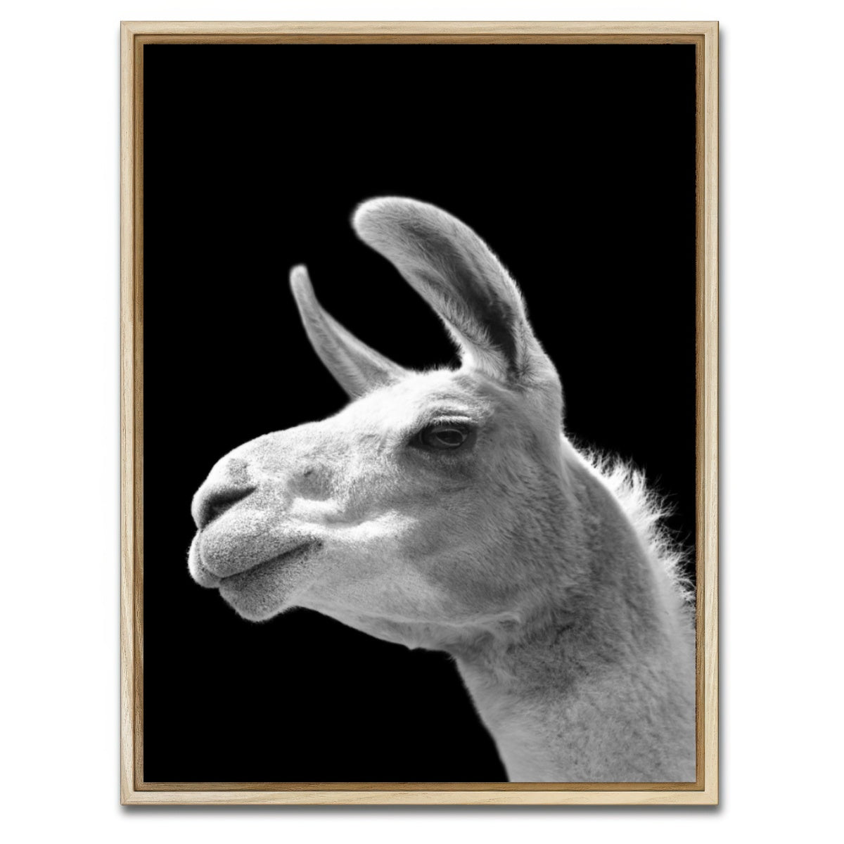 AUTO-MOCKUP WHITE | Llama | 1 Piece | Natural Framed Canvas | group=3x4