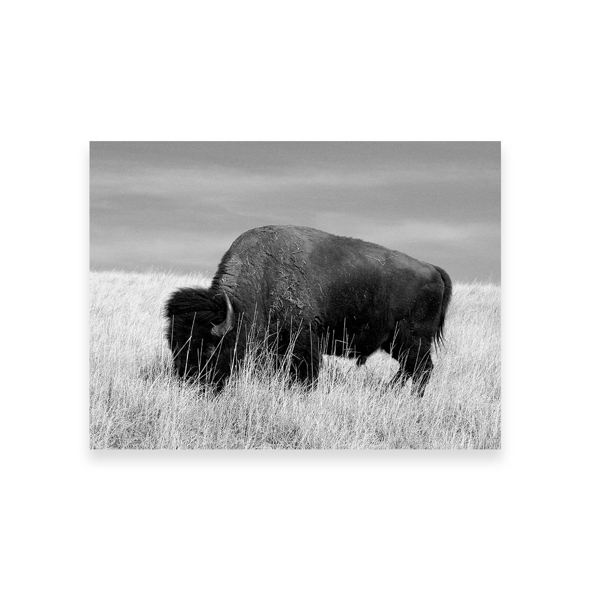 Lone Buffalo Grayscale Wall Art