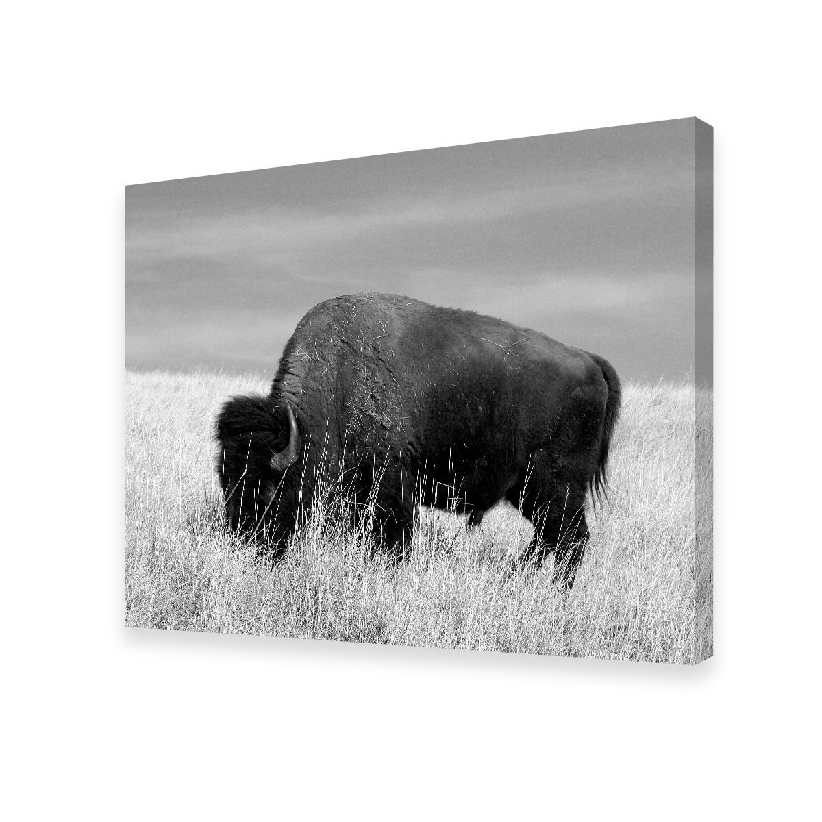Lone Buffalo Grayscale Wall Art