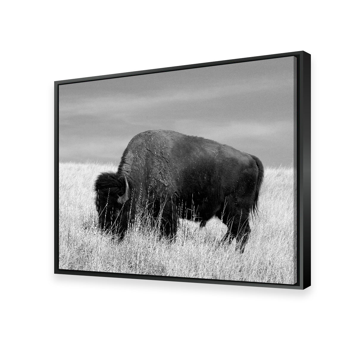 Lone Buffalo Grayscale Wall Art