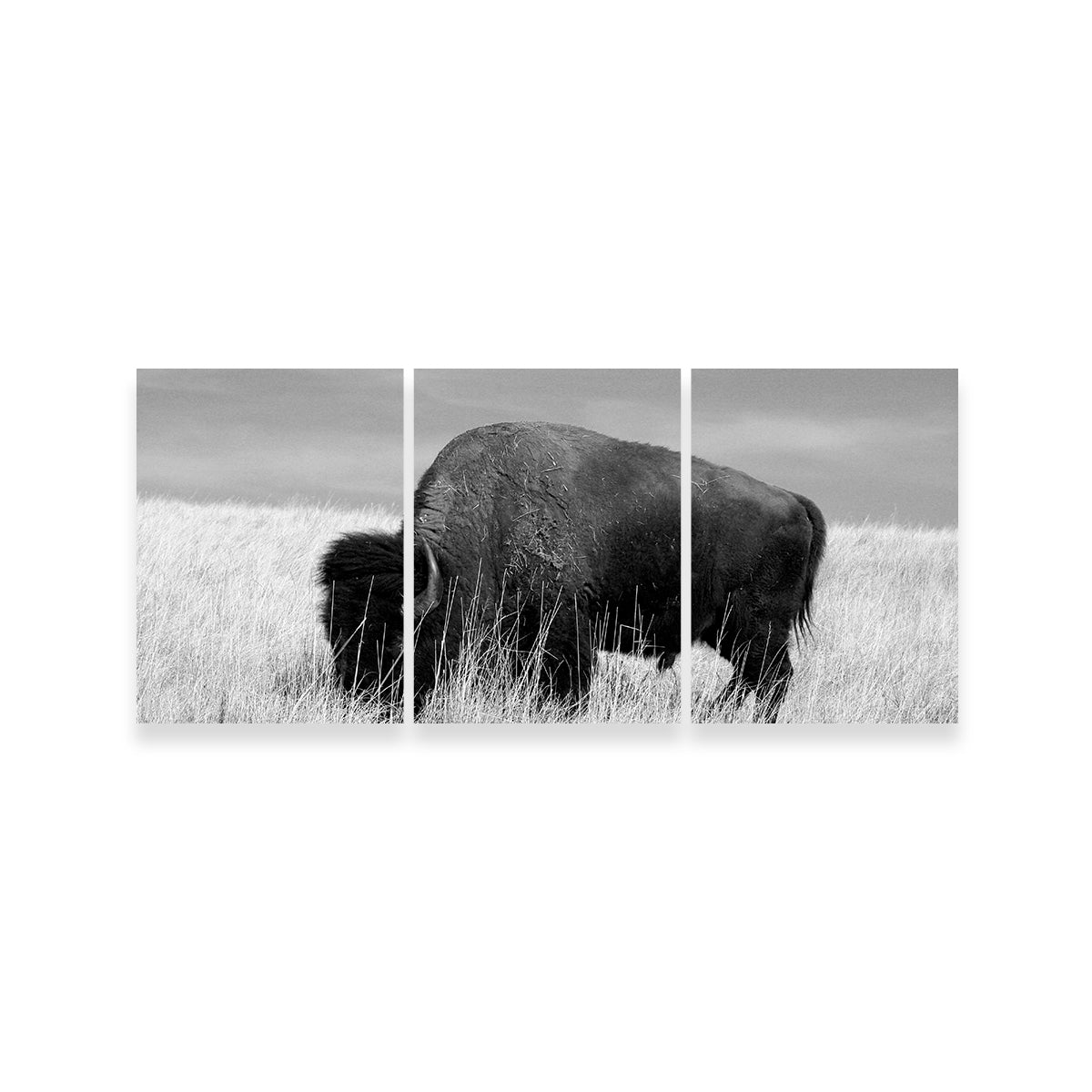 Lone Buffalo Grayscale Wall Art