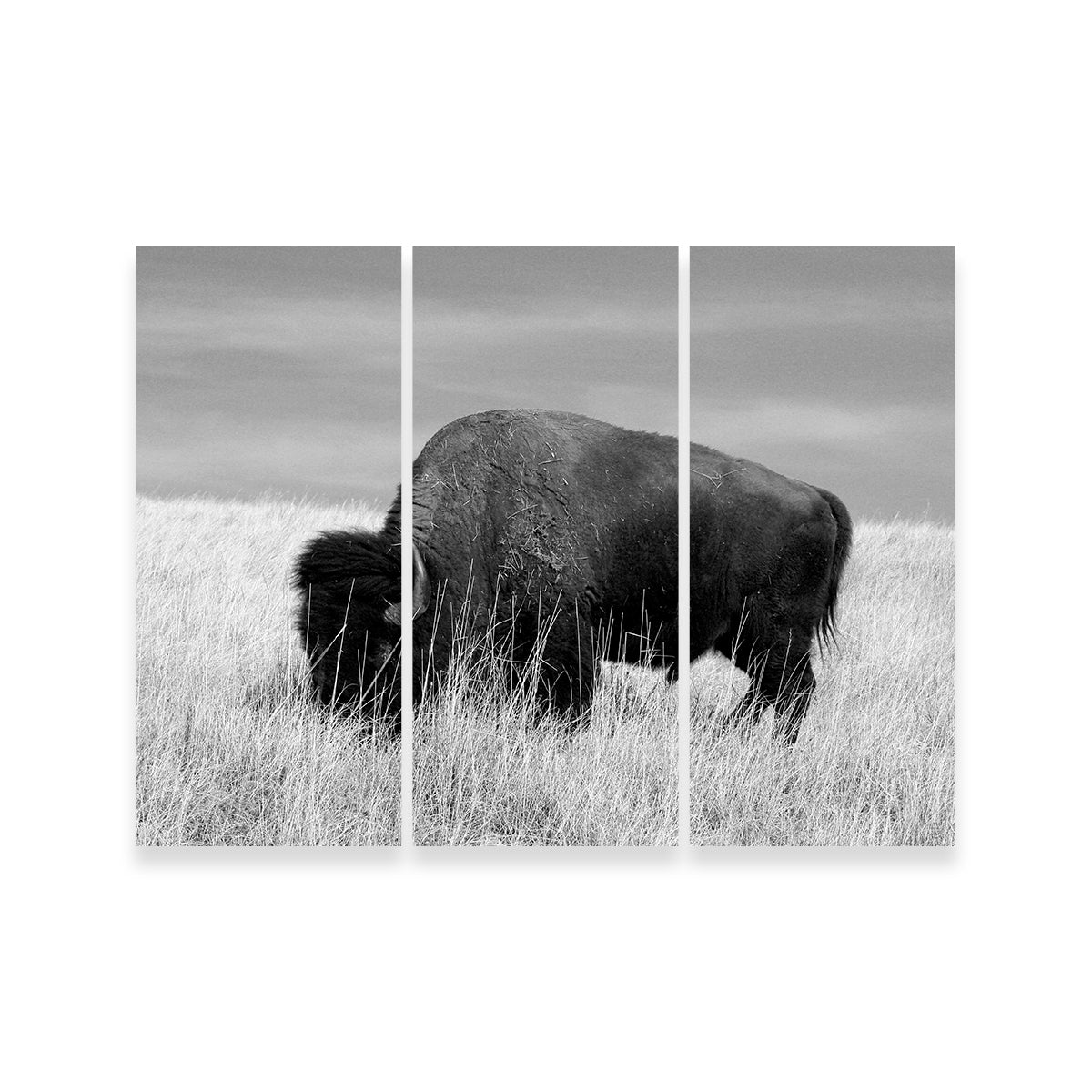 Lone Buffalo Grayscale Wall Art
