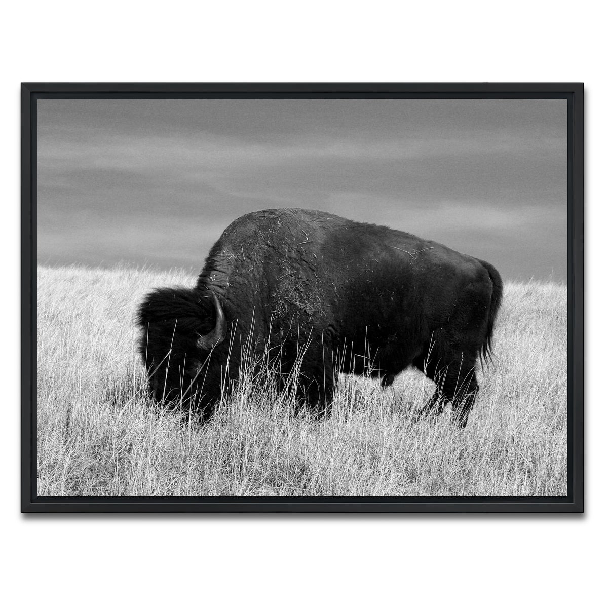 AUTO-MOCKUP WHITE | Lone Buffalo Grayscale | 1 Piece | Black Framed Canvas | group=4x3