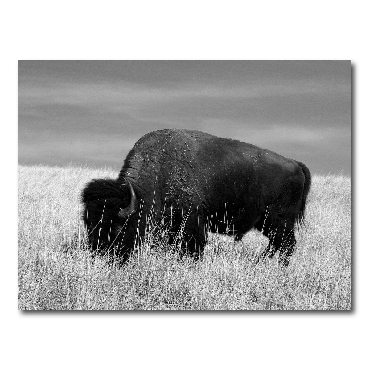AUTO-MOCKUP WHITE | Lone Buffalo Grayscale | 1 Piece | Gallery Wrap Canvas | group=4x3
