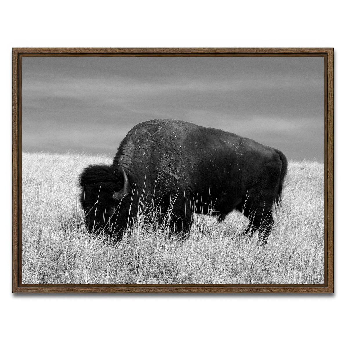 AUTO-MOCKUP WHITE | Lone Buffalo Grayscale | 1 Piece | Walnut Framed Canvas | group=4x3