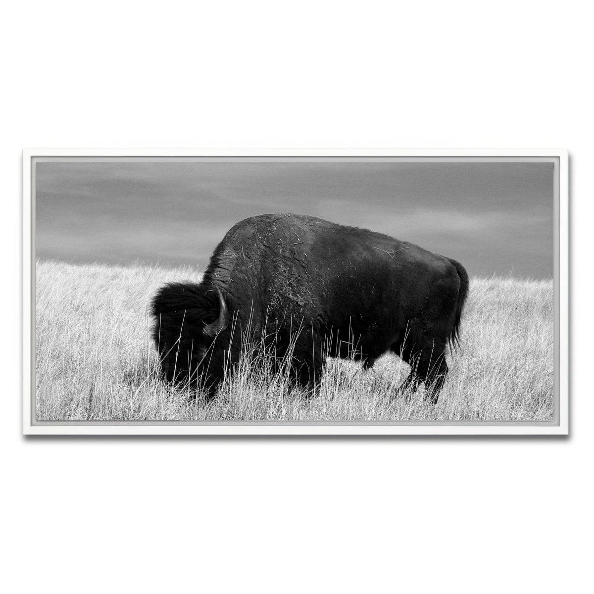 AUTO-MOCKUP WHITE | Lone Buffalo Grayscale | 1 Piece | White Framed Canvas | group=2x1