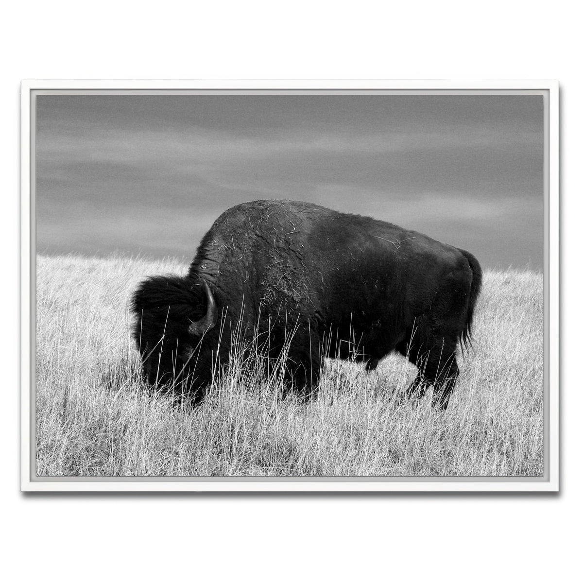 AUTO-MOCKUP WHITE | Lone Buffalo Grayscale | 1 Piece | White Framed Canvas | group=4x3