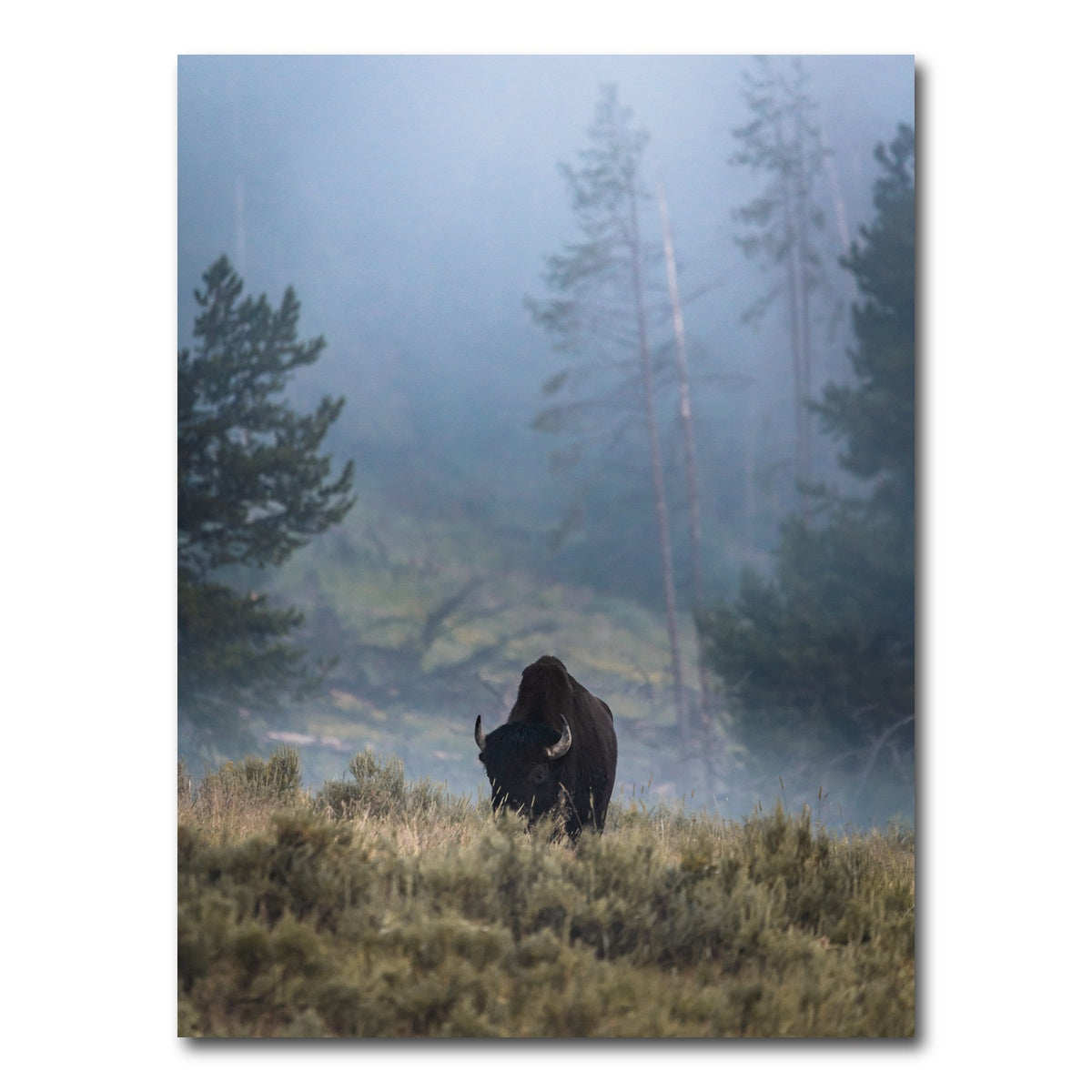AUTO-MOCKUP WHITE | Lone Buffalo | 1 Piece | Gallery Wrap Canvas | group=3x4