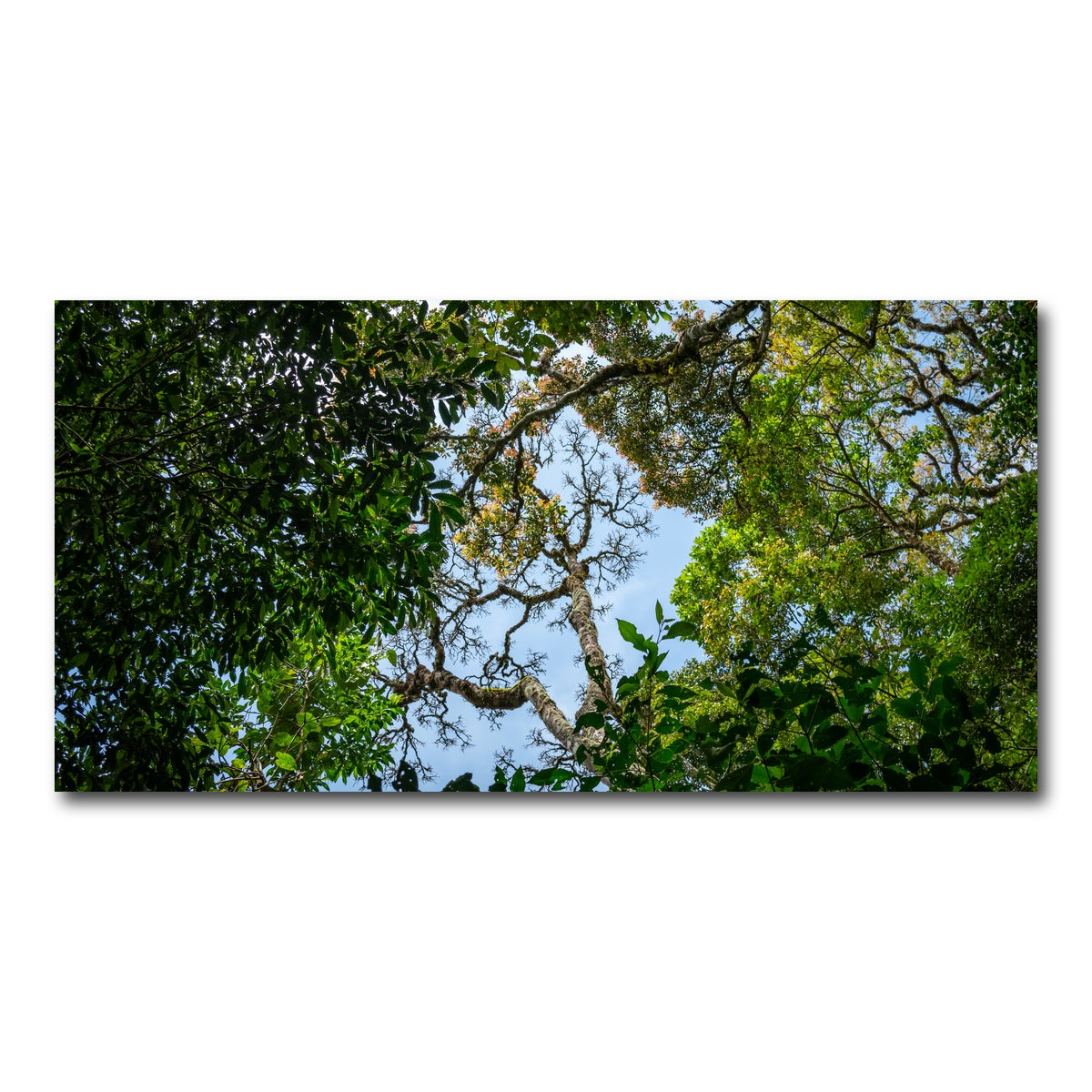 AUTO-MOCKUP WHITE | Look up in the forest | 1 Piece | Gallery Wrap Canvas | group=2x1