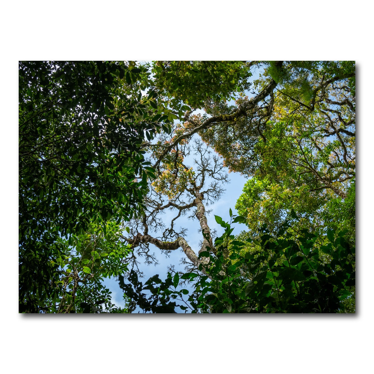 AUTO-MOCKUP WHITE | Look up in the forest | 1 Piece | Gallery Wrap Canvas | group=4x3