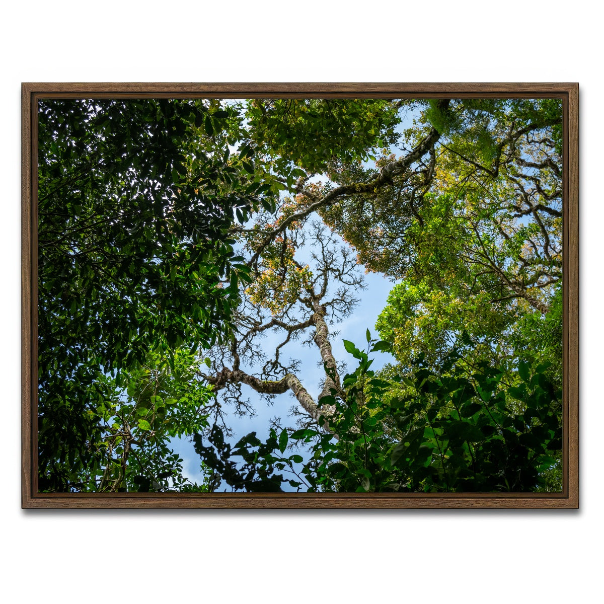 AUTO-MOCKUP WHITE | Look up in the forest | 1 Piece | Walnut Framed Canvas | group=4x3