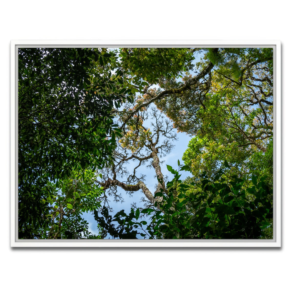 AUTO-MOCKUP WHITE | Look up in the forest | 1 Piece | White Framed Canvas | group=4x3