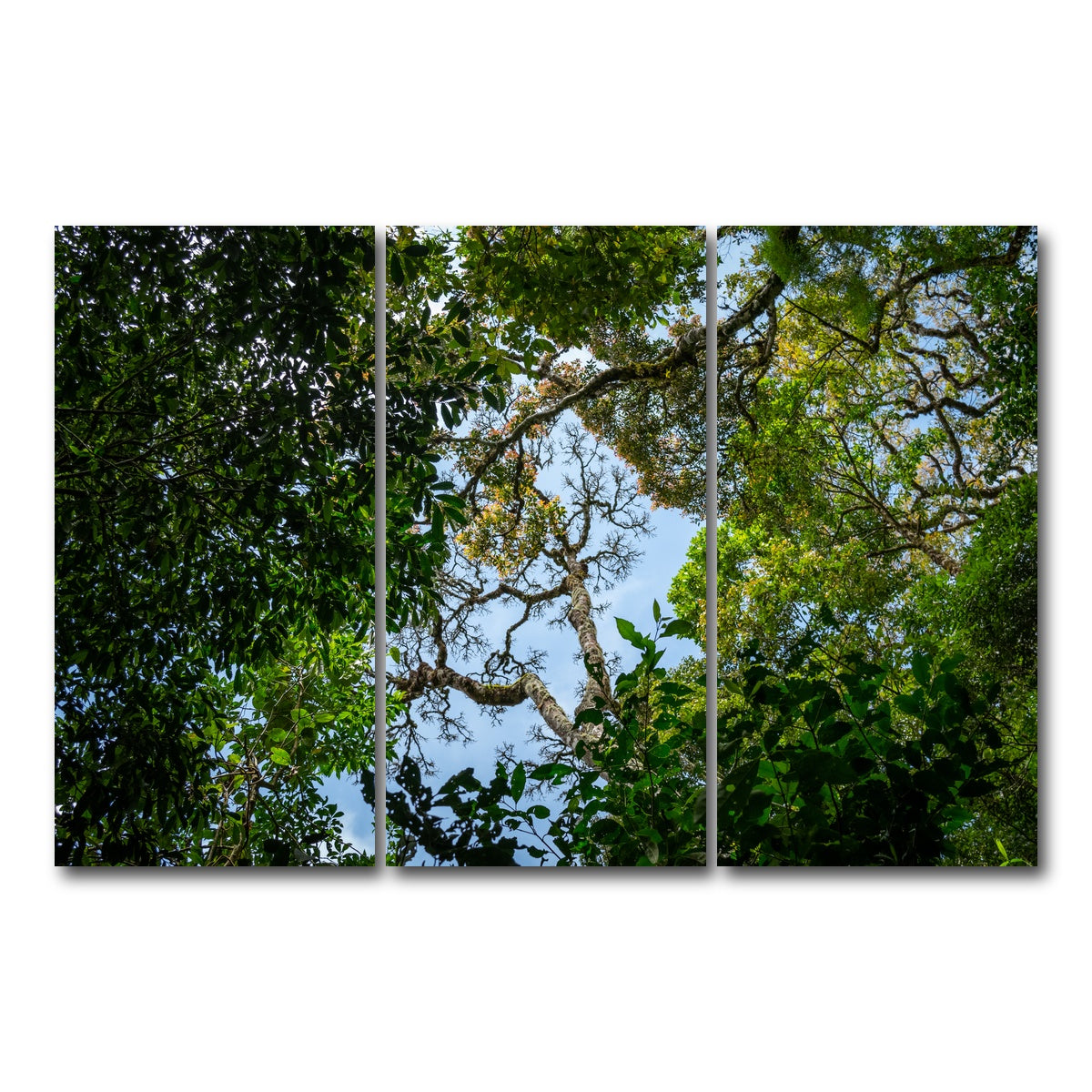 AUTO-MOCKUP WHITE | Look up in the forest | 3 Piece | Gallery Wrap Canvas | group=12x24
