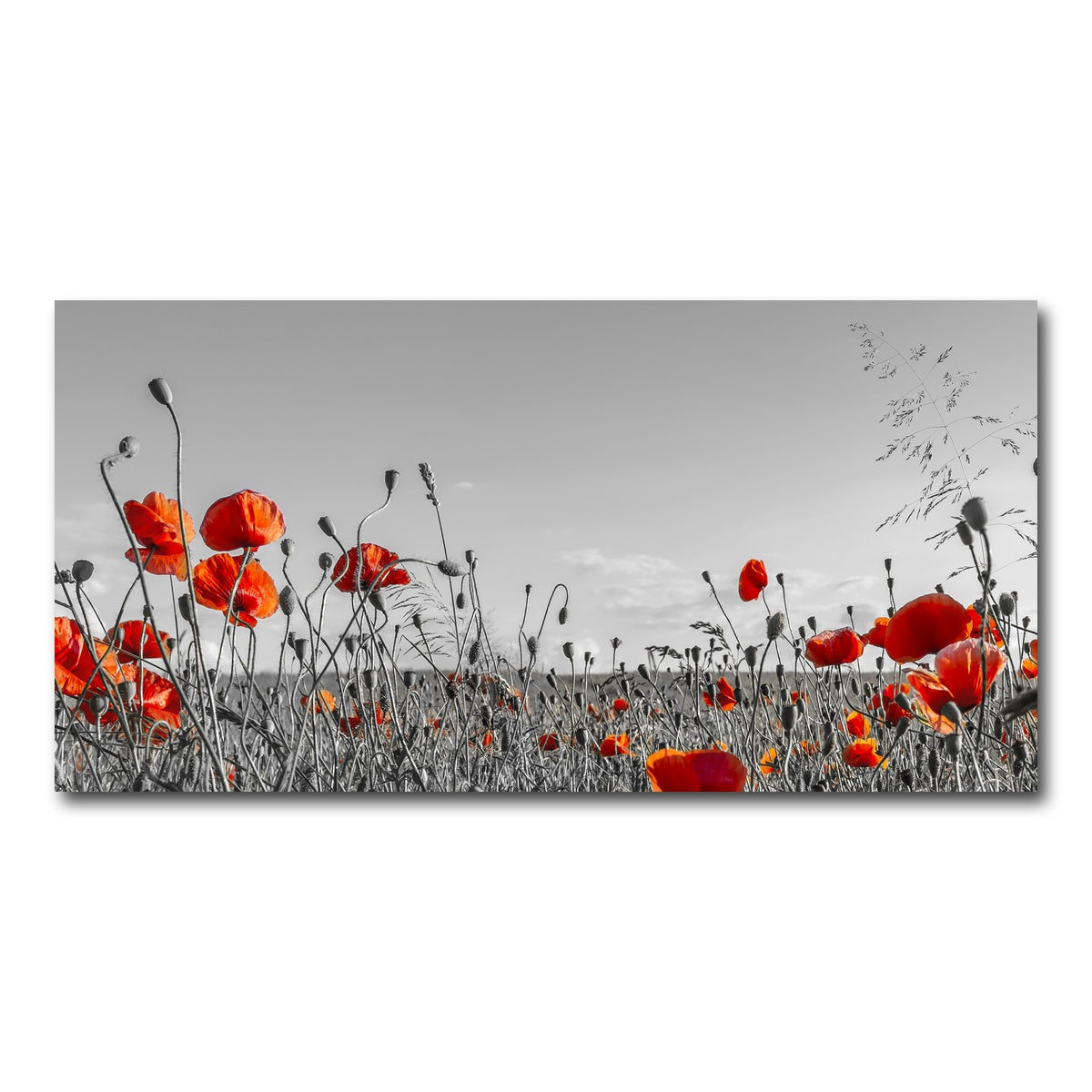 AUTO-MOCKUP WHITE | Lovely Poppy Field | 1 Piece | Gallery Wrap Canvas | group=2x1