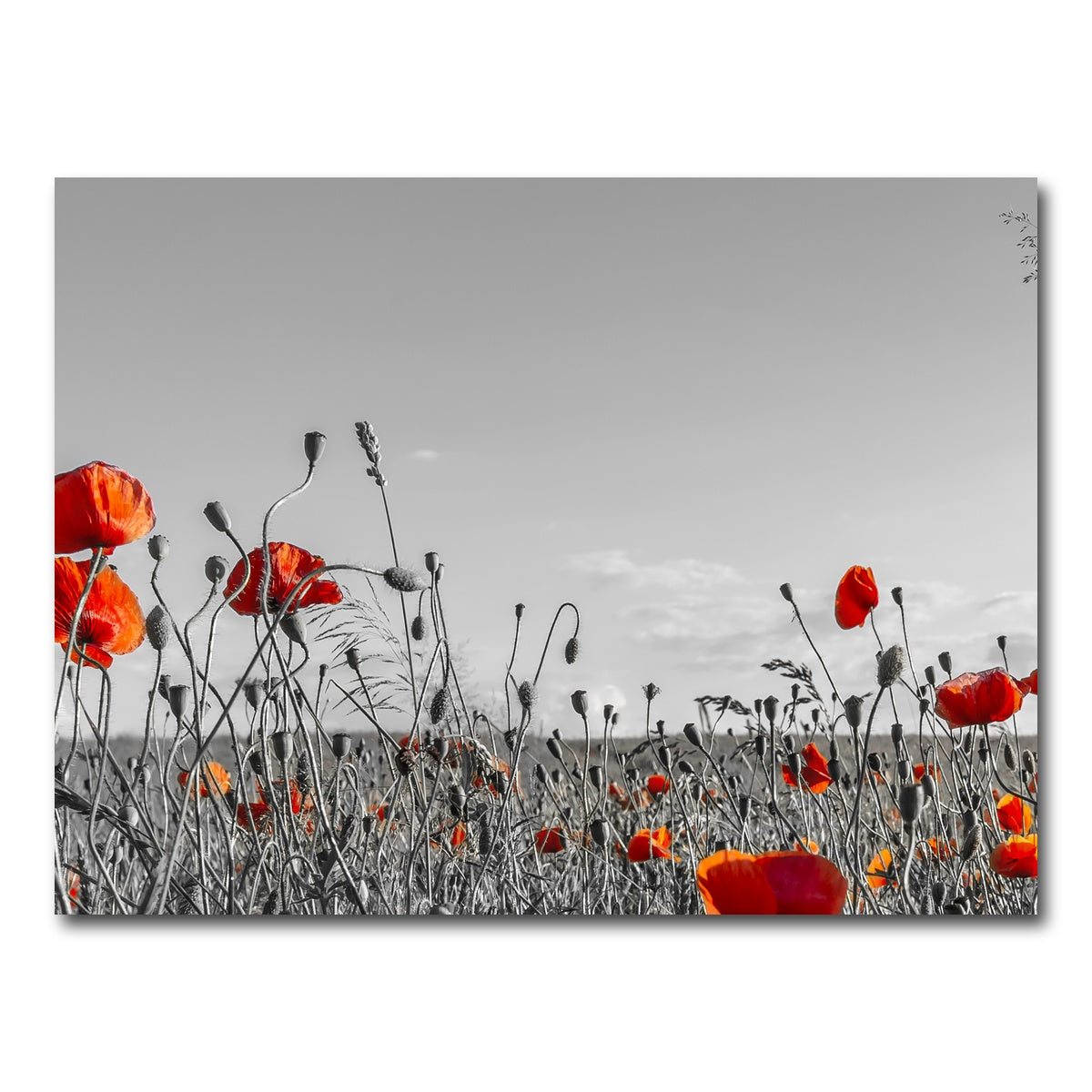 AUTO-MOCKUP WHITE | Lovely Poppy Field | 1 Piece | Gallery Wrap Canvas | group=4x3