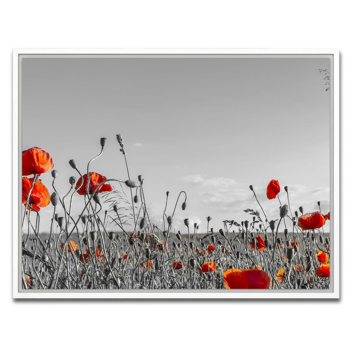 AUTO-MOCKUP WHITE | Lovely Poppy Field | 1 Piece | White Framed Canvas | group=4x3