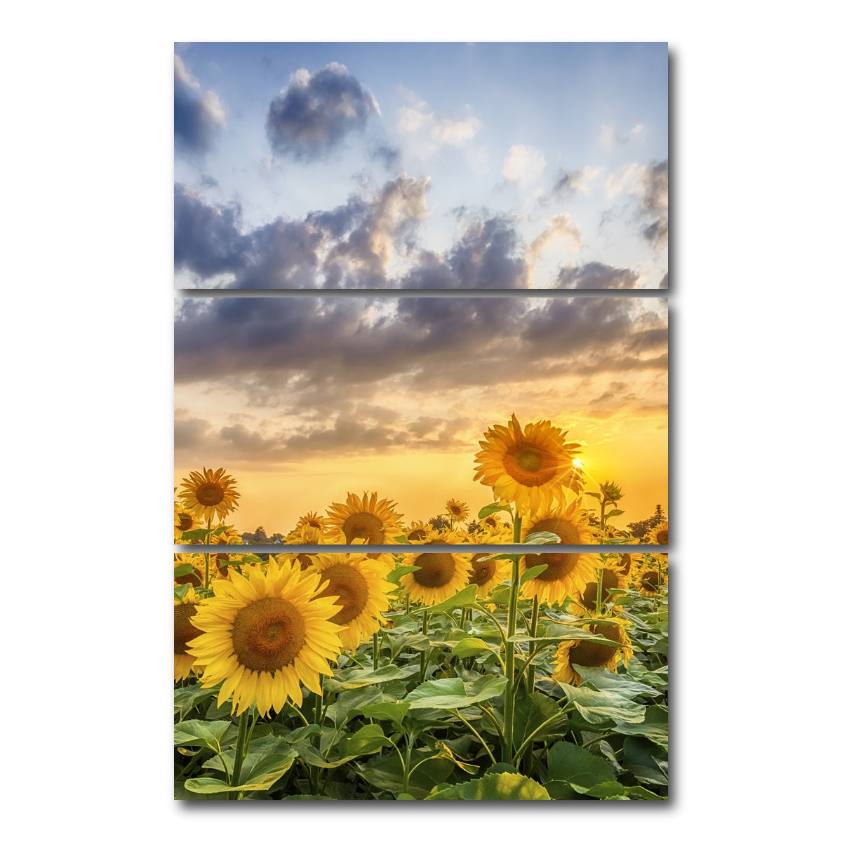 AUTO-MOCKUP WHITE | Lovely sunflowers in sunset | 3 Piece | Gallery Wrap Canvas | group=12x24_stacked
