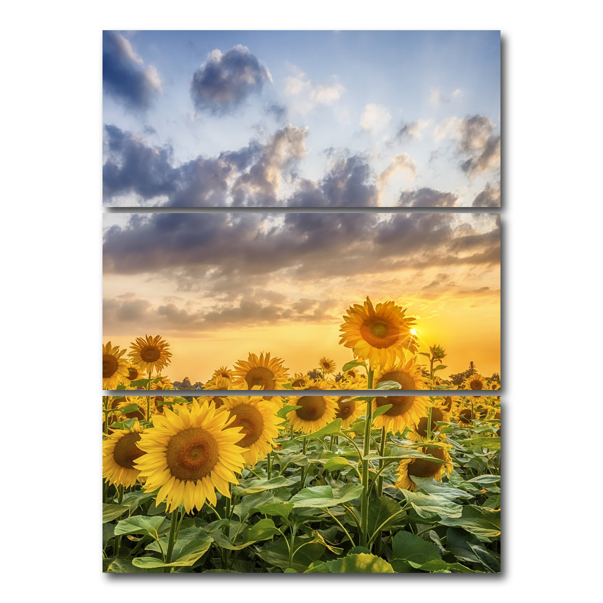 AUTO-MOCKUP WHITE | Lovely sunflowers in sunset | 3 Piece | Gallery Wrap Canvas | group=8x18_stacked