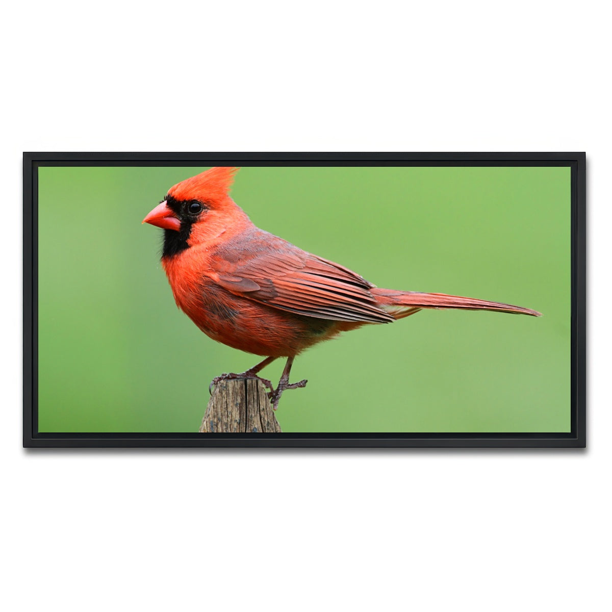 AUTO-MOCKUP WHITE | Male Northern Cardinal | 1 Piece | Black Framed Canvas | group=2x1
