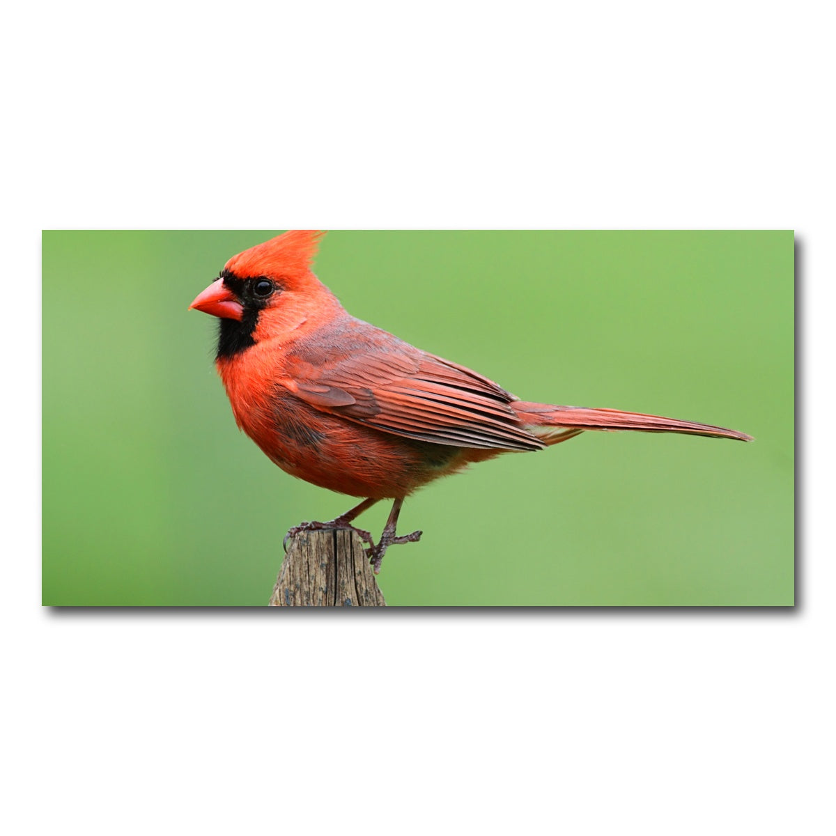 AUTO-MOCKUP WHITE | Male Northern Cardinal | 1 Piece | Gallery Wrap Canvas | group=2x1