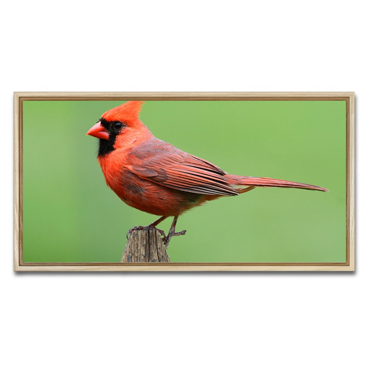 AUTO-MOCKUP WHITE | Male Northern Cardinal | 1 Piece | Natural Framed Canvas | group=2x1