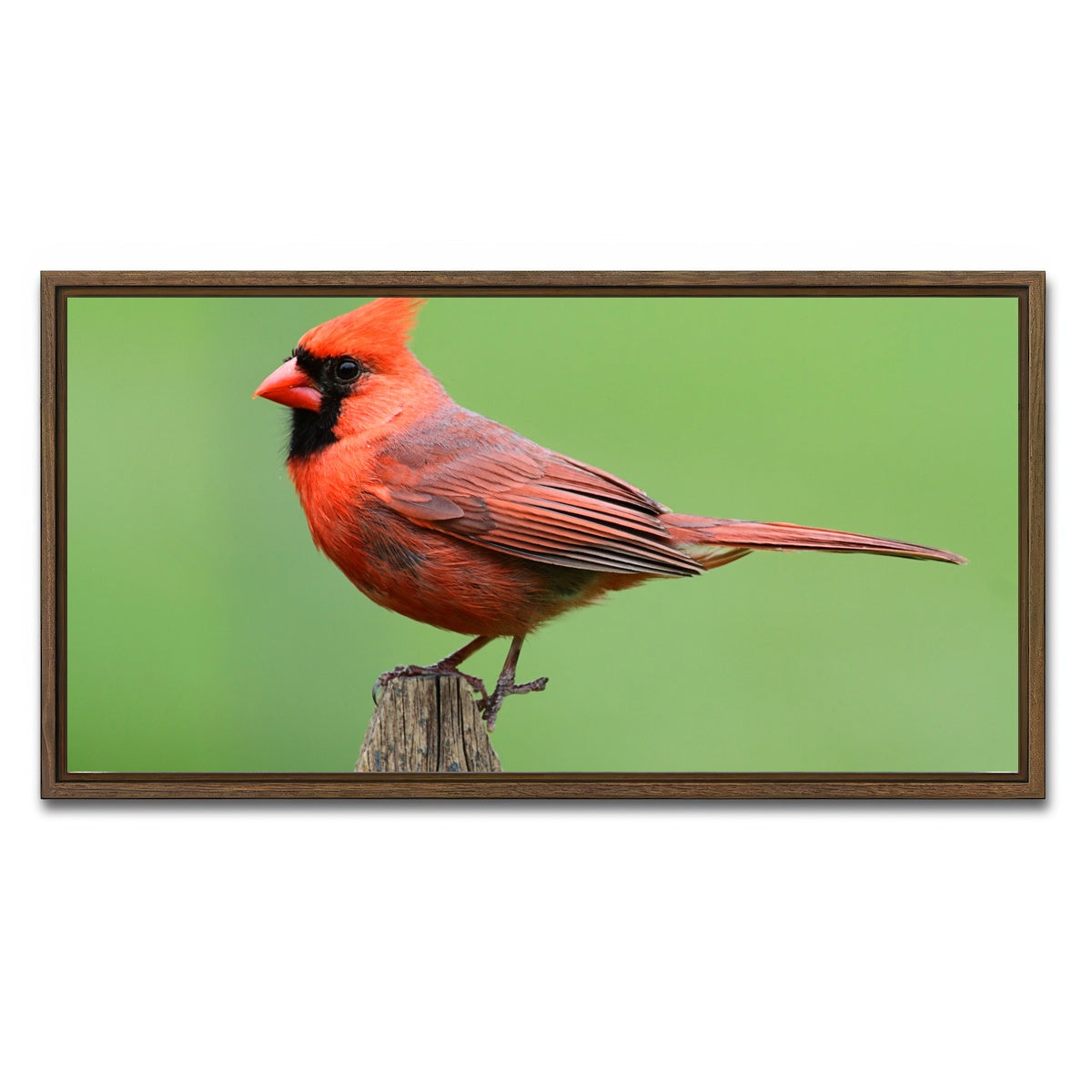 AUTO-MOCKUP WHITE | Male Northern Cardinal | 1 Piece | Walnut Framed Canvas | group=2x1