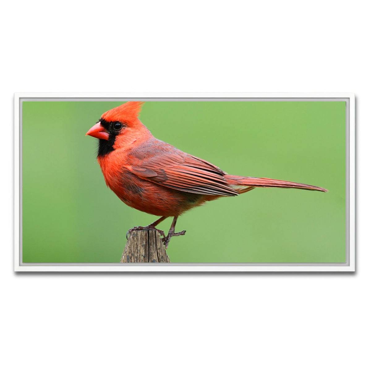 AUTO-MOCKUP WHITE | Male Northern Cardinal | 1 Piece | White Framed Canvas | group=2x1