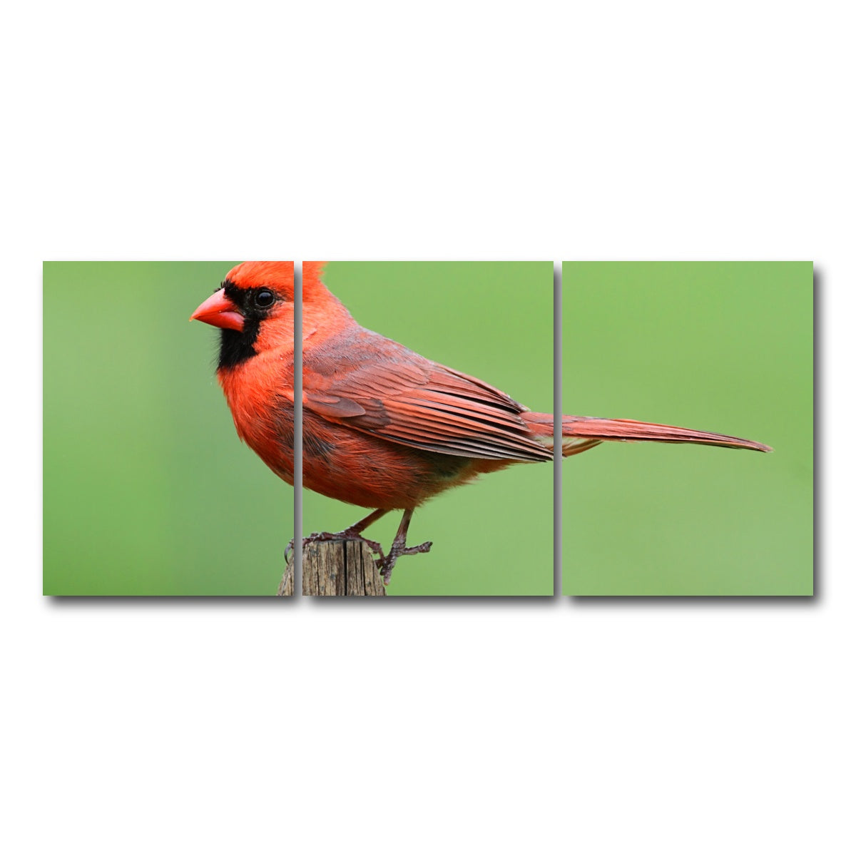 AUTO-MOCKUP WHITE | Male Northern Cardinal | 3 Piece | Gallery Wrap Canvas | group=18x24
