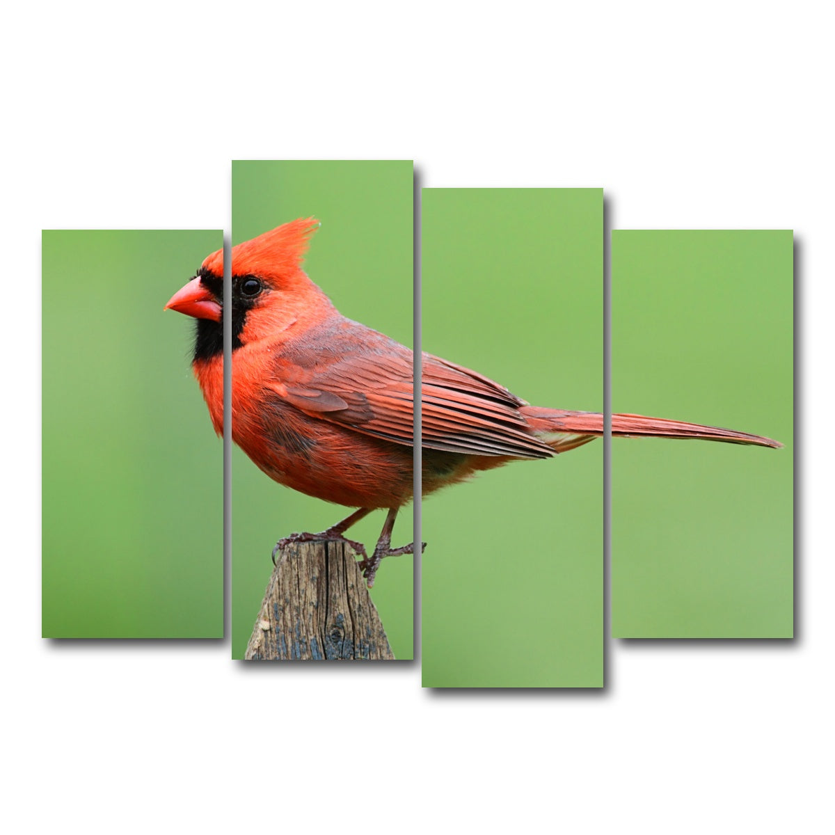 AUTO-MOCKUP WHITE | Male Northern Cardinal | 4 Piece | Gallery Wrap Canvas | group=4_normal