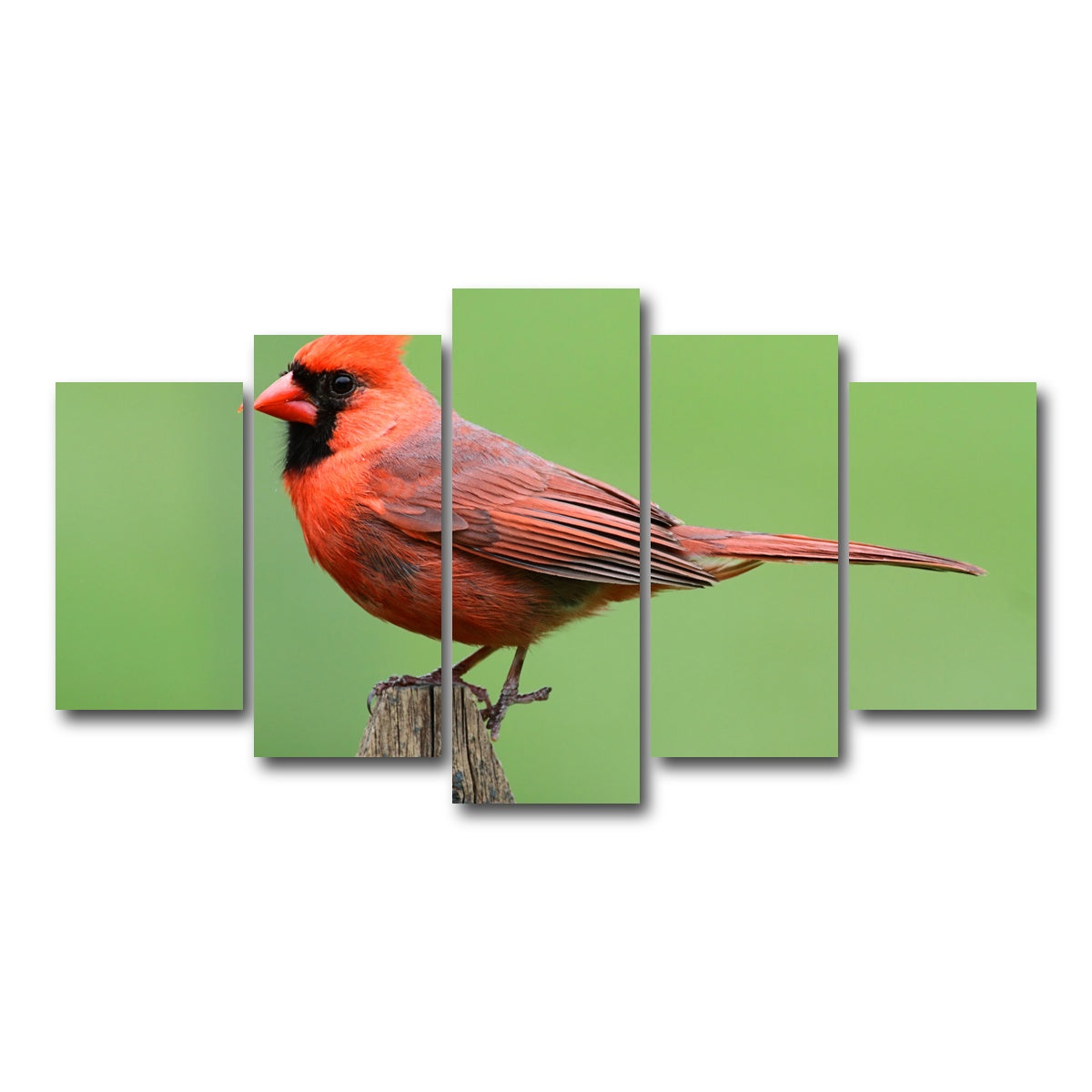 AUTO-MOCKUP WHITE | Male Northern Cardinal | 5 Piece | Gallery Wrap Canvas | group=5_normal