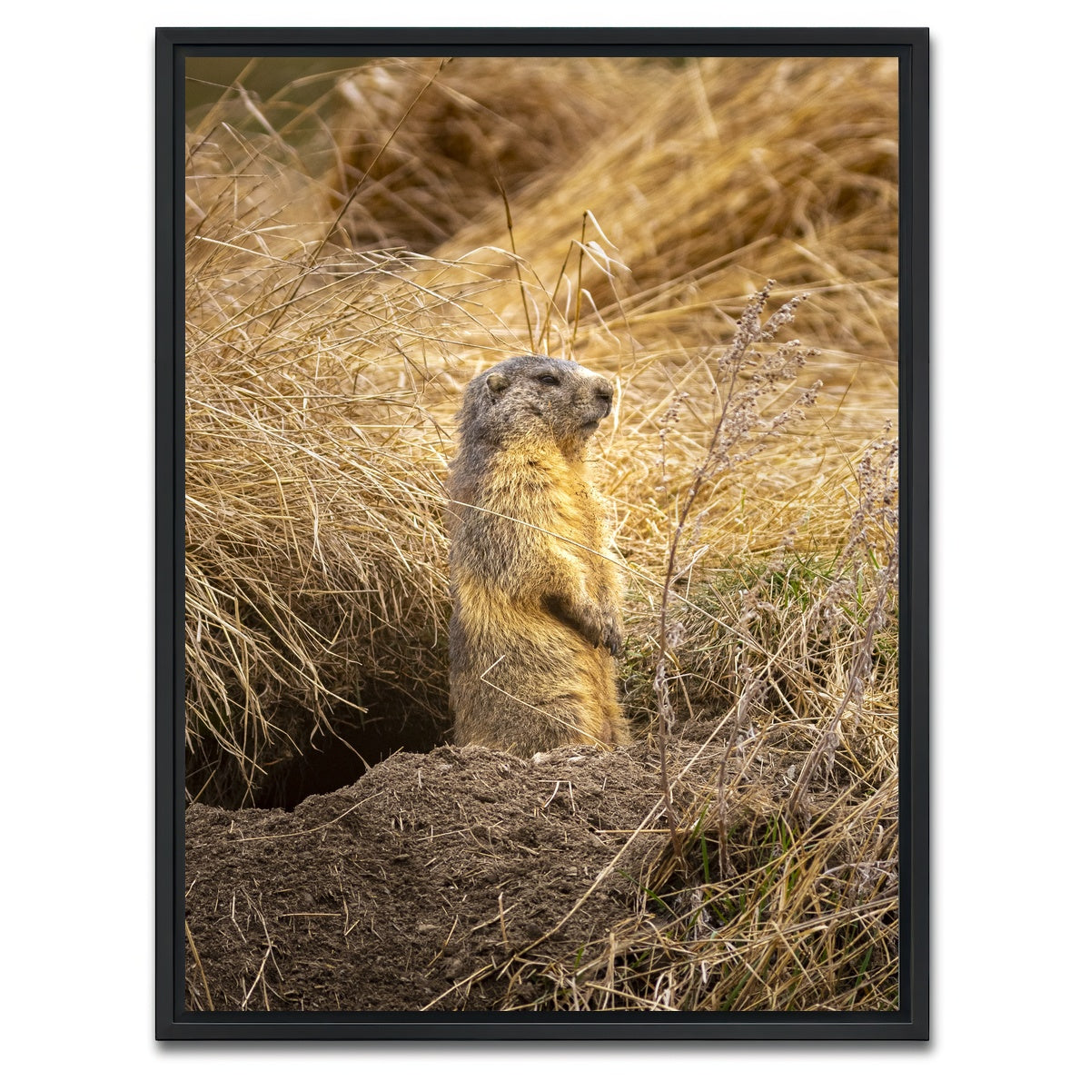 AUTO-MOCKUP WHITE | Marmotte du Queyras | 1 Piece | Black Framed Canvas | group=3x4