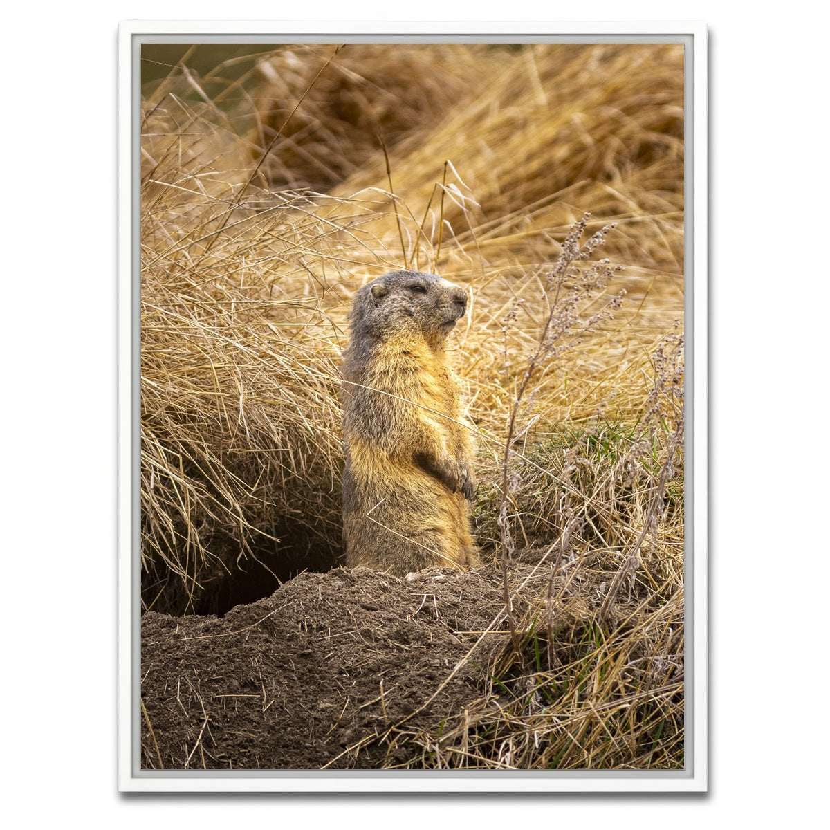 AUTO-MOCKUP WHITE | Marmotte du Queyras | 1 Piece | White Framed Canvas | group=3x4