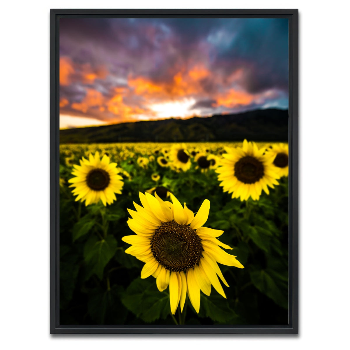 AUTO-MOCKUP WHITE | Maui Sunflowers | 1 Piece | Black Framed Canvas | group=3x4