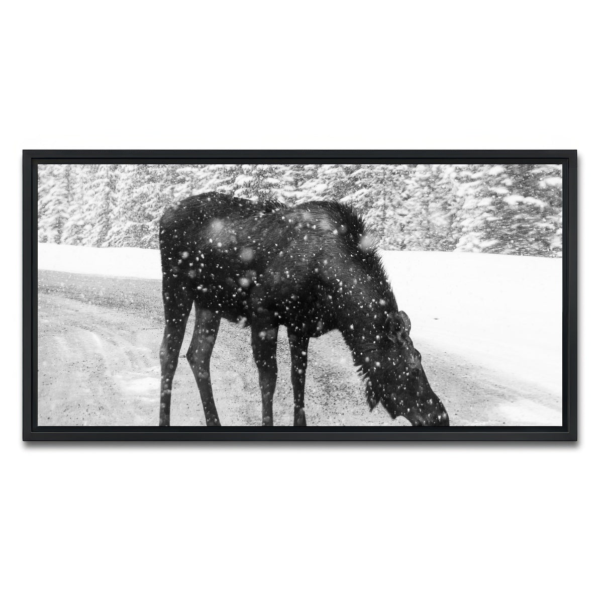 AUTO-MOCKUP WHITE | Moose | 1 Piece | Black Framed Canvas | group=2x1