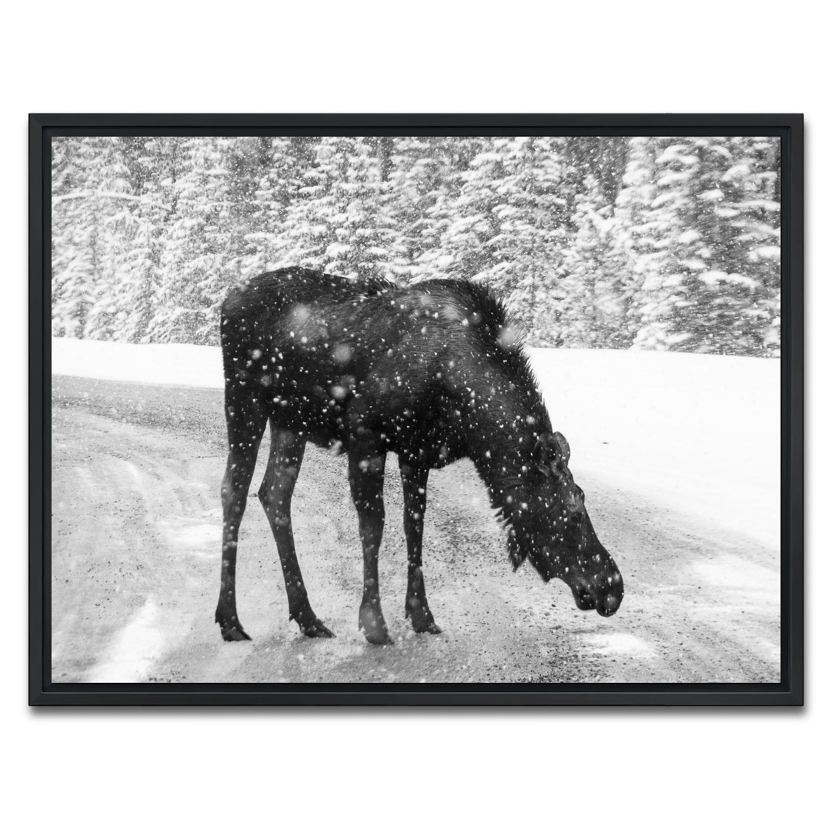 AUTO-MOCKUP WHITE | Moose | 1 Piece | Black Framed Canvas | group=4x3