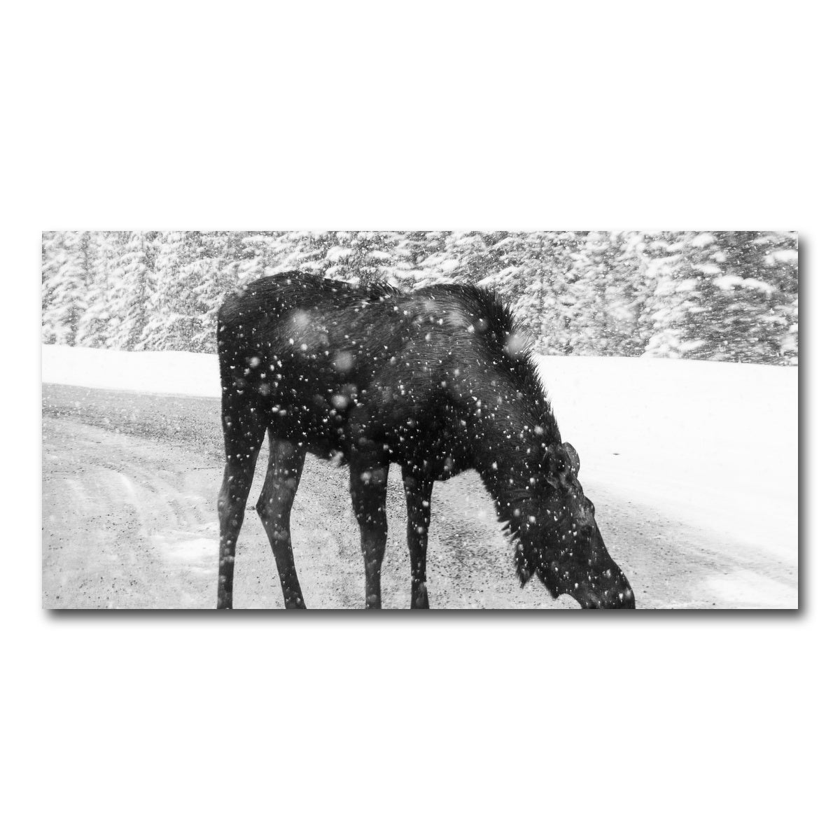 AUTO-MOCKUP WHITE | Moose | 1 Piece | Gallery Wrap Canvas | group=2x1