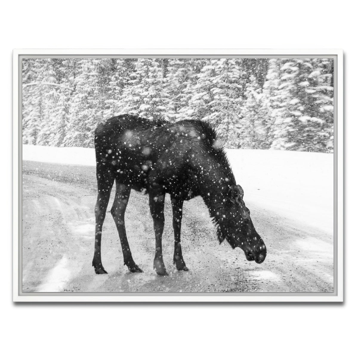 AUTO-MOCKUP WHITE | Moose | 1 Piece | White Framed Canvas | group=4x3