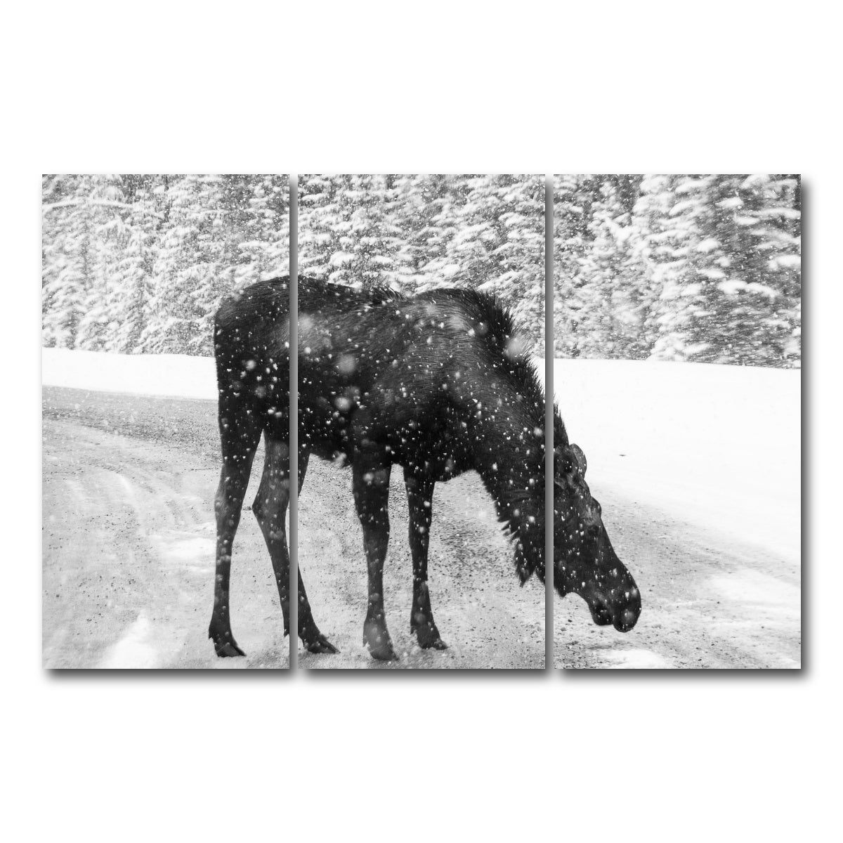AUTO-MOCKUP WHITE | Moose | 3 Piece | Gallery Wrap Canvas | group=12x24