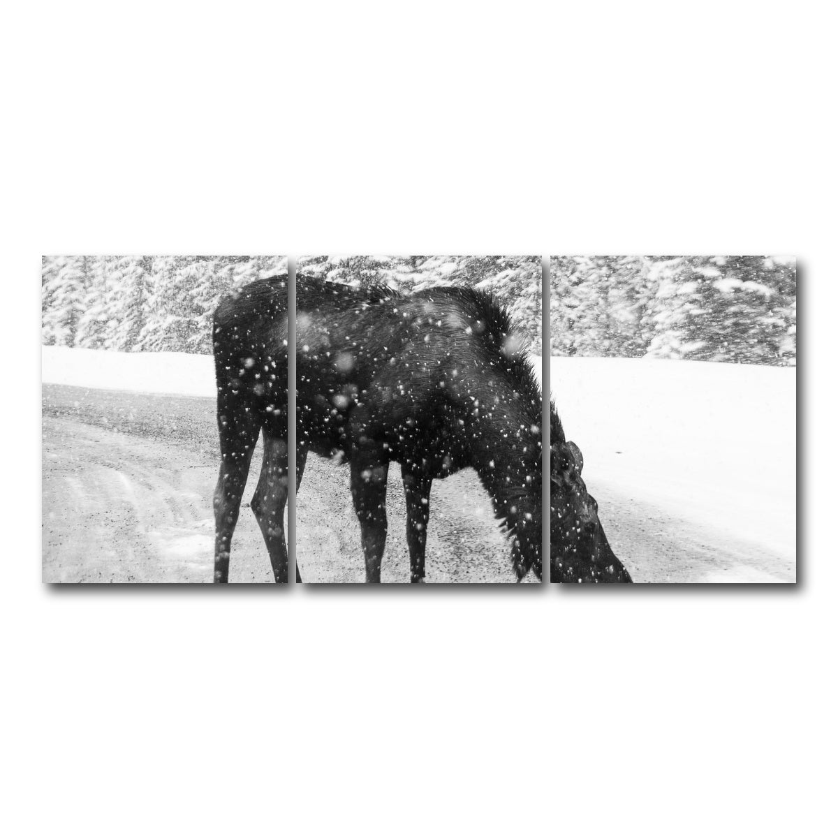 AUTO-MOCKUP WHITE | Moose | 3 Piece | Gallery Wrap Canvas | group=18x24