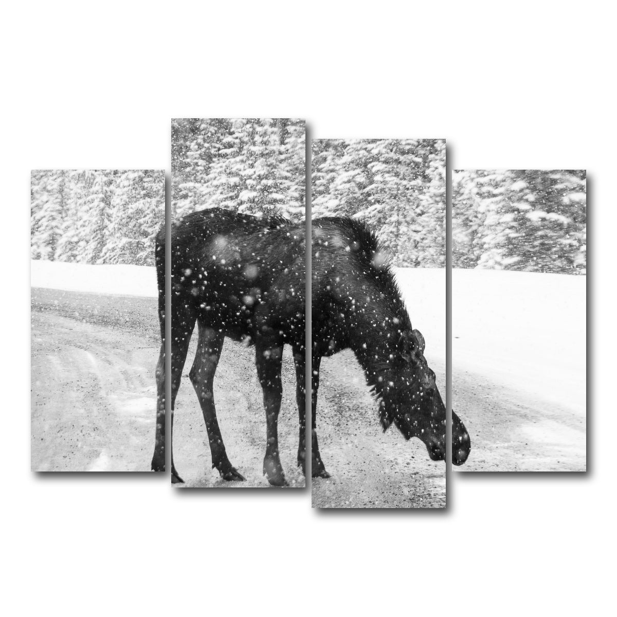 AUTO-MOCKUP WHITE | Moose | 4 Piece | Gallery Wrap Canvas | group=4_normal