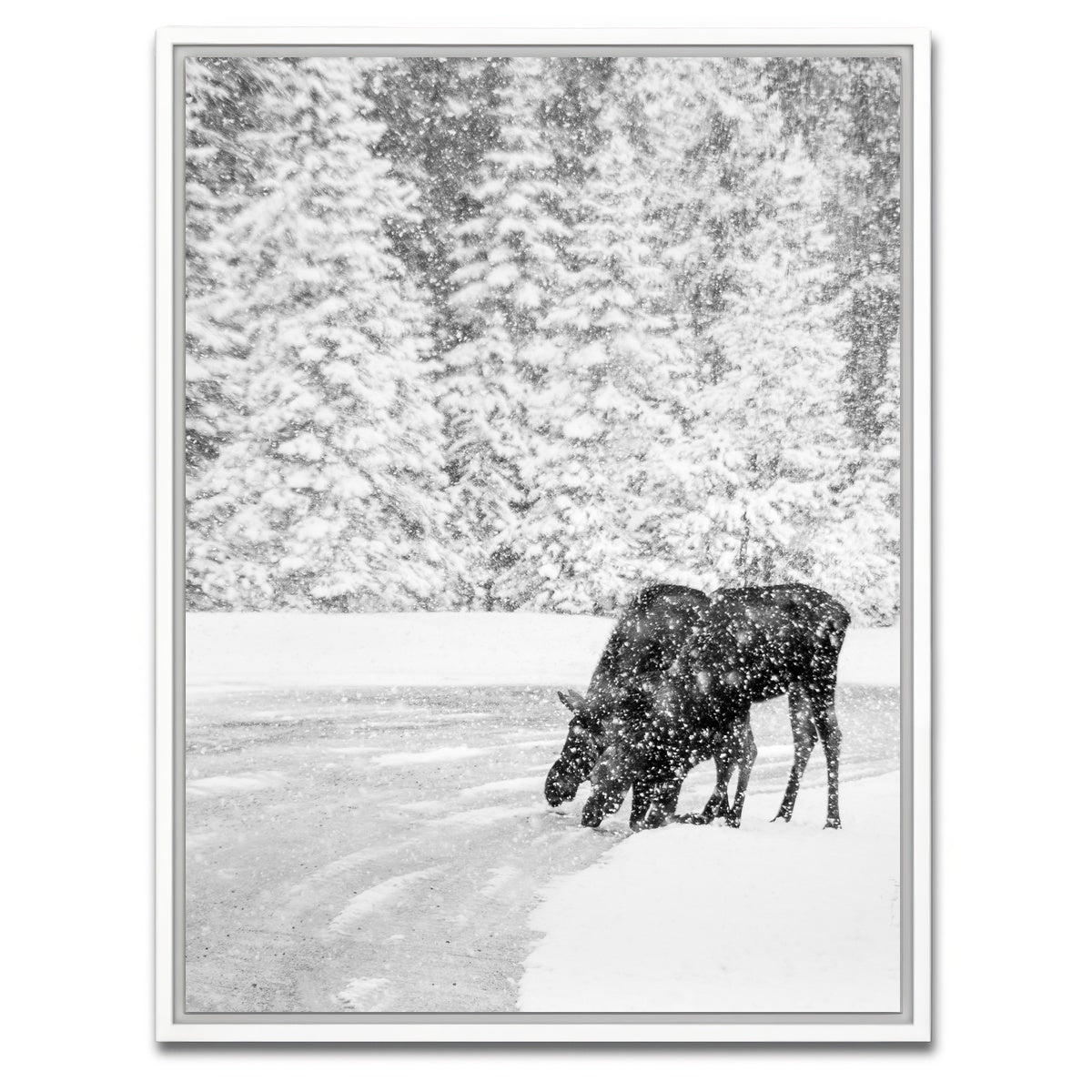 AUTO-MOCKUP WHITE | Mooses | 1 Piece | White Framed Canvas | group=3x4