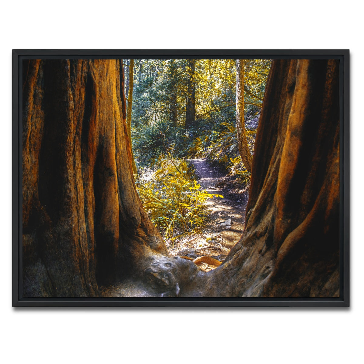 AUTO-MOCKUP WHITE | Muir Woods | 1 Piece | Black Framed Canvas | group=4x3