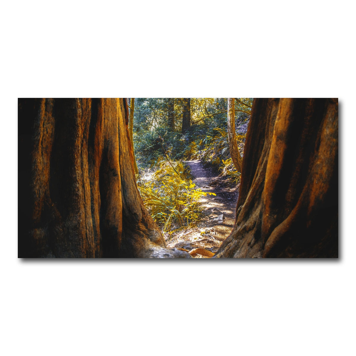 AUTO-MOCKUP WHITE | Muir Woods | 1 Piece | Gallery Wrap Canvas | group=2x1