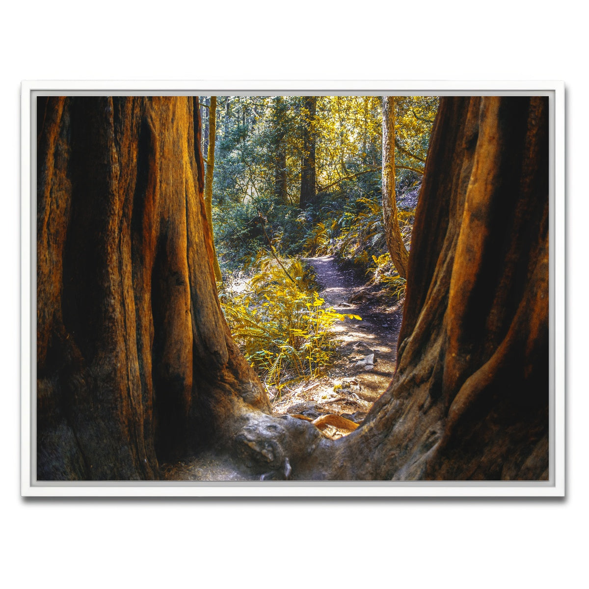 AUTO-MOCKUP WHITE | Muir Woods | 1 Piece | White Framed Canvas | group=4x3