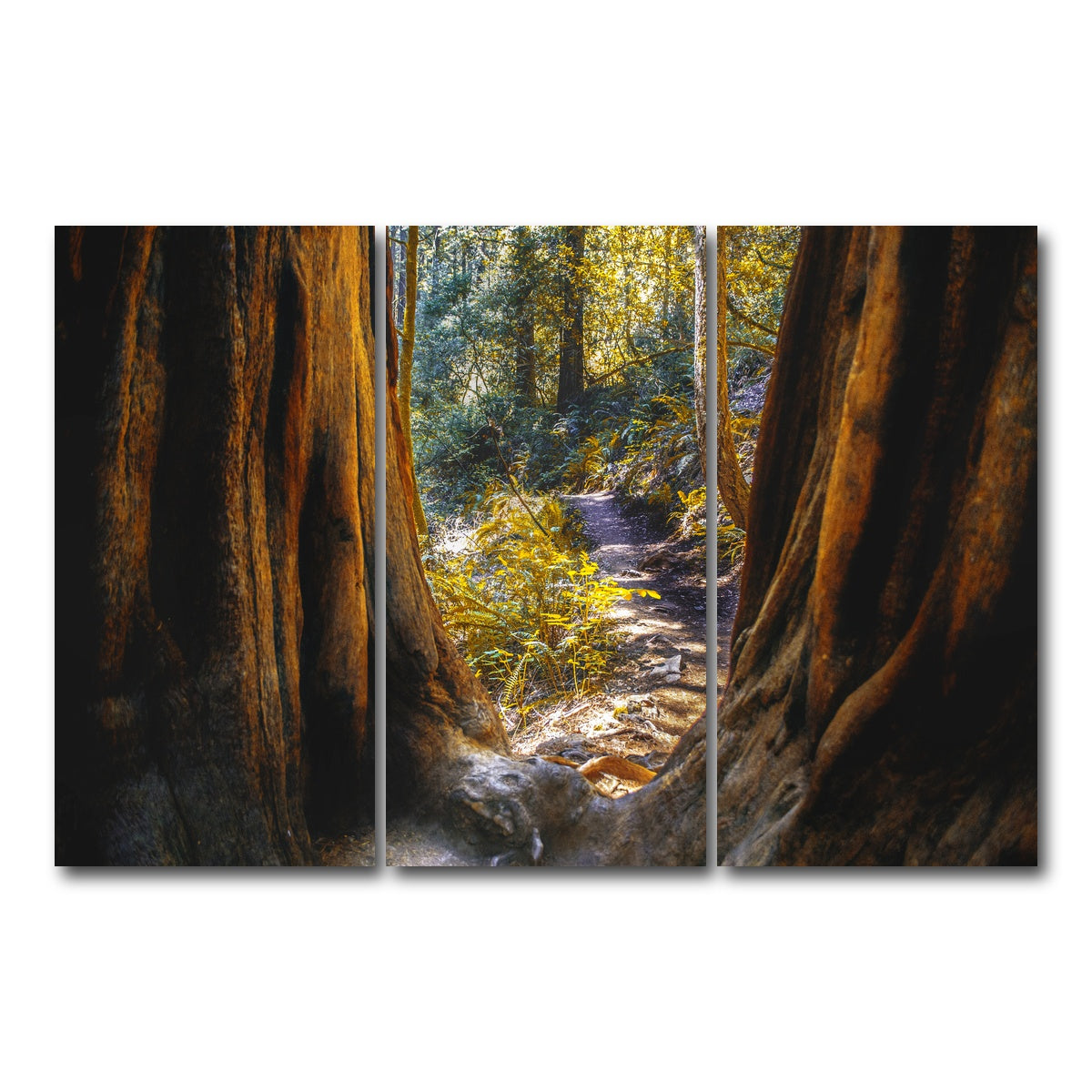 AUTO-MOCKUP WHITE | Muir Woods | 3 Piece | Gallery Wrap Canvas | group=12x24