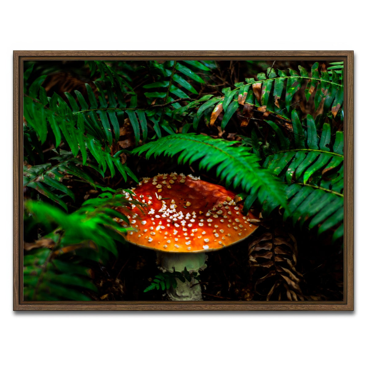 AUTO-MOCKUP WHITE | Mushroom and Ferns | 1 Piece | Walnut Framed Canvas | group=4x3